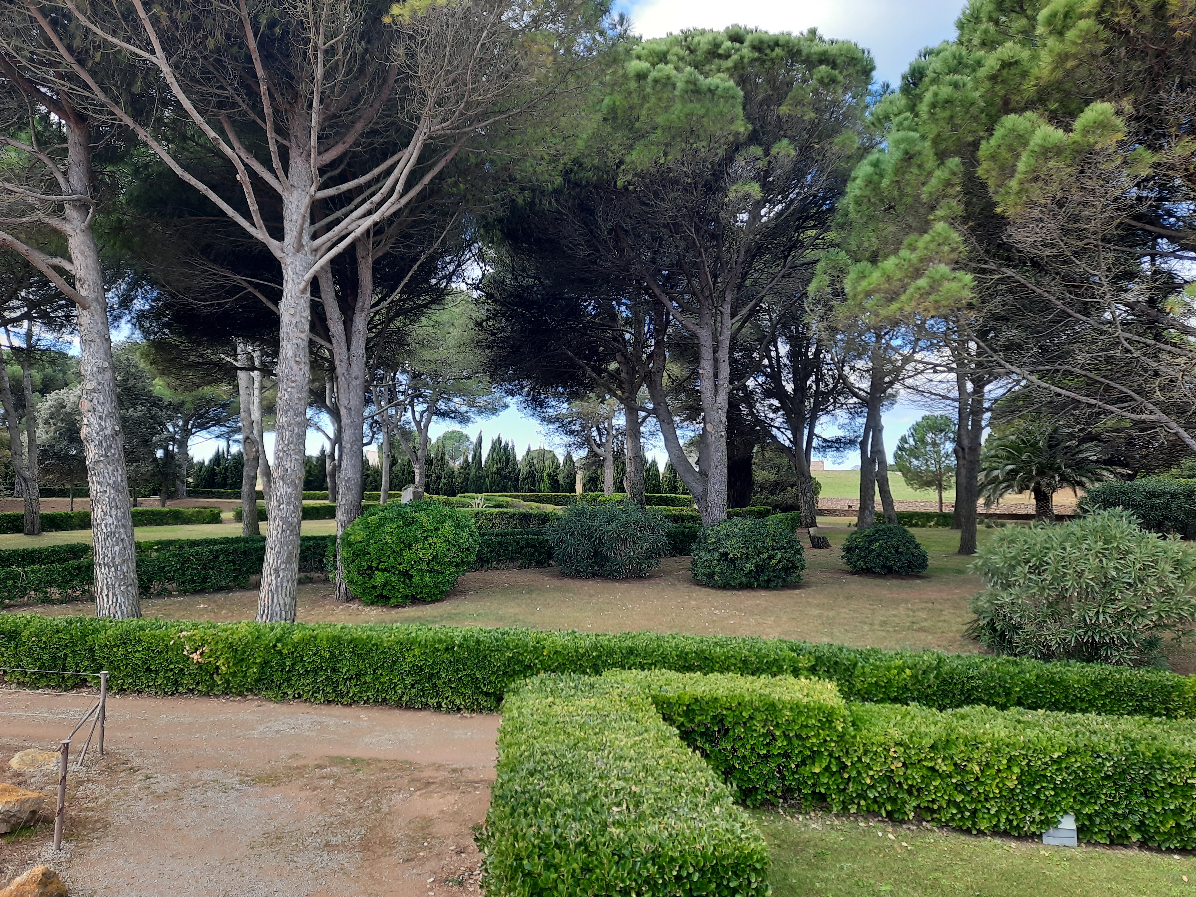 Jardí amb una pineda. 