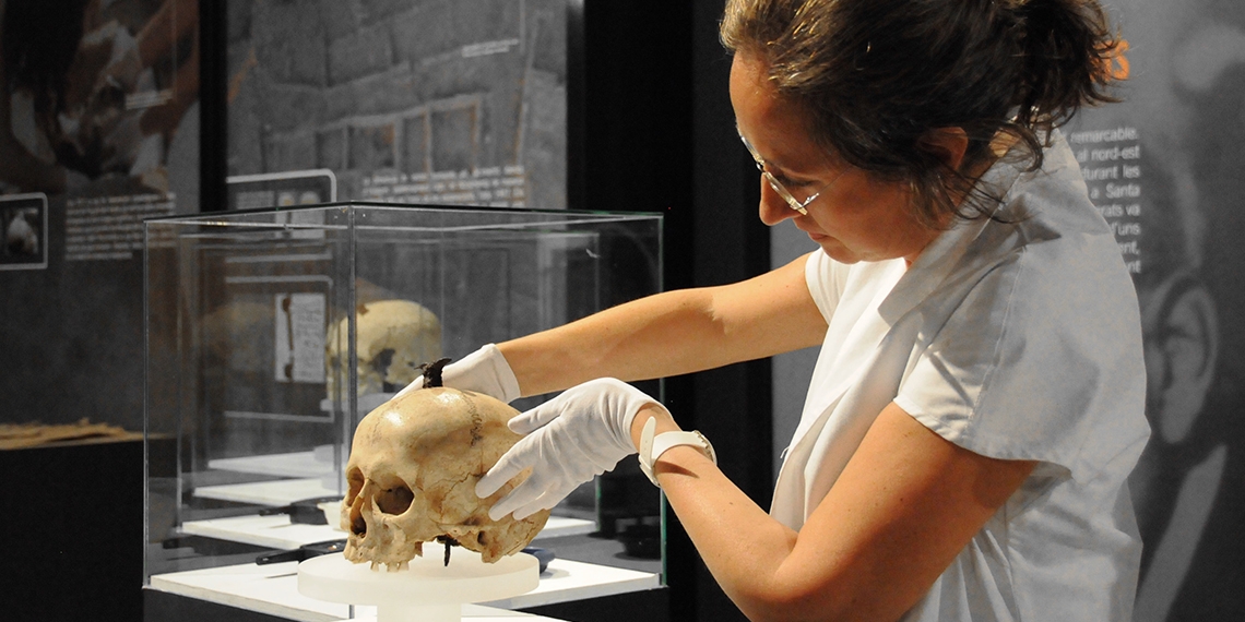 Conservadora dispositant una crani en una vitrina.